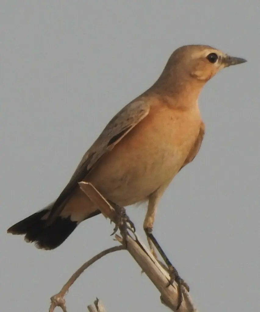 沙䳭(Oenanthe isabellina)