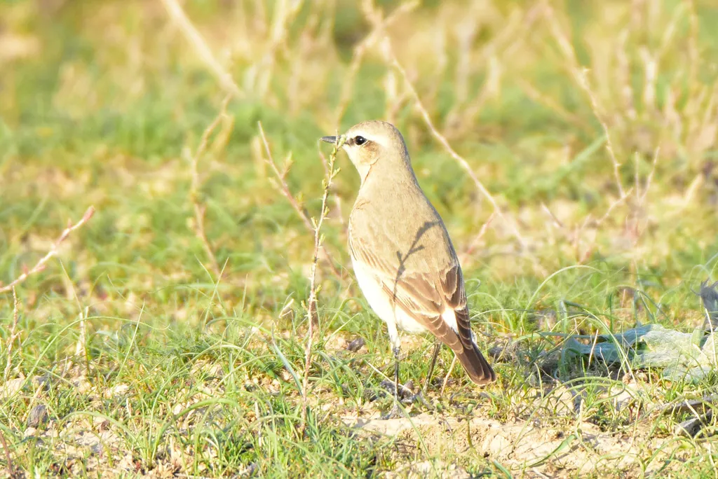 沙䳭(Oenanthe isabellina)