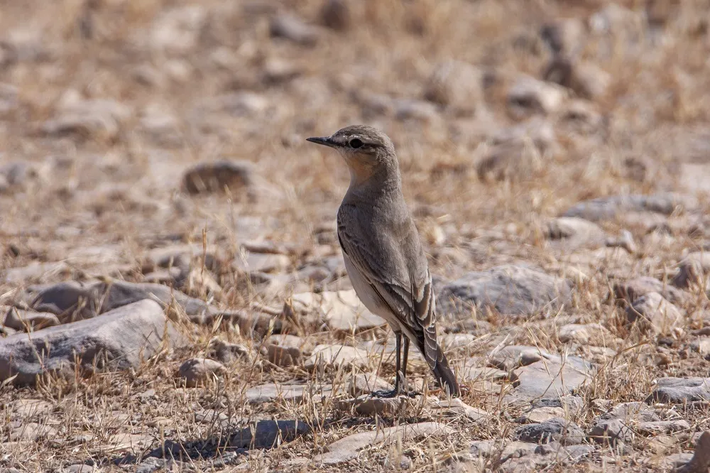沙䳭(Oenanthe isabellina)