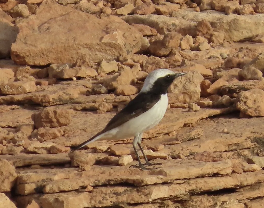 悲䳭(Oenanthe lugens)