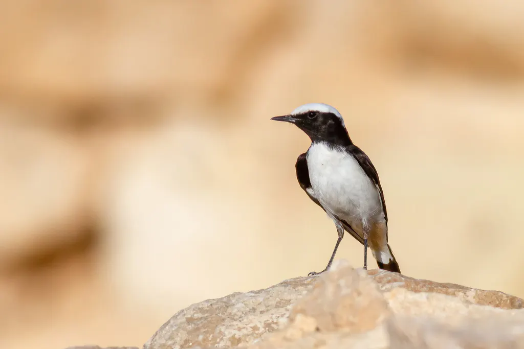 悲䳭(Oenanthe lugens)