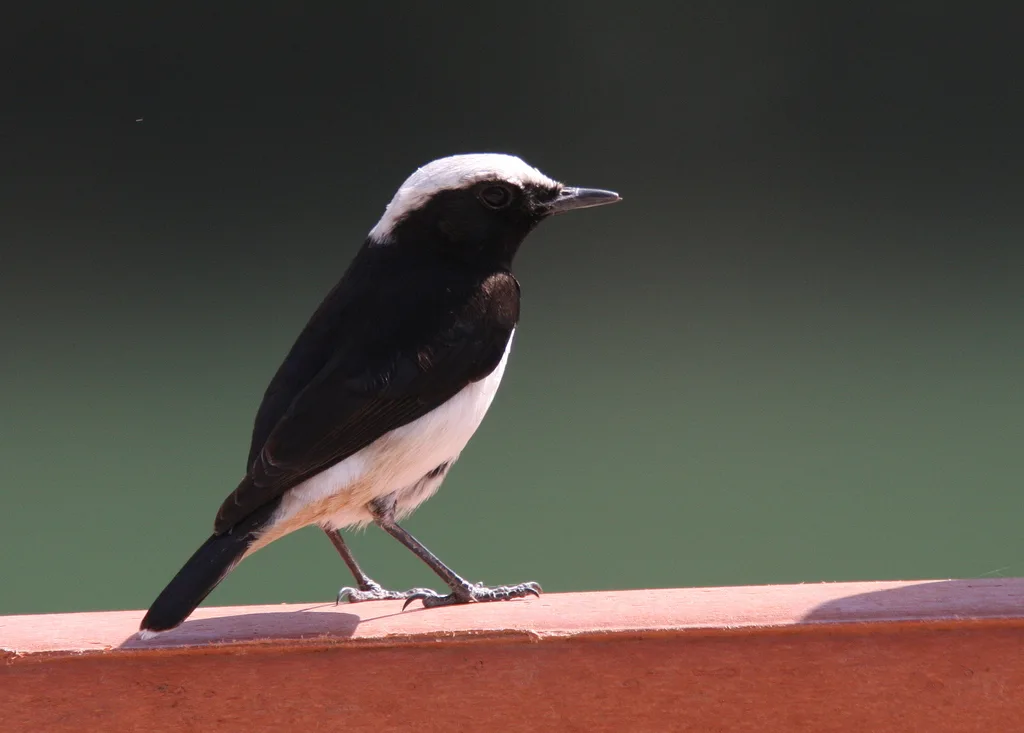 阿拉伯悲䳭(Oenanthe lugentoides)