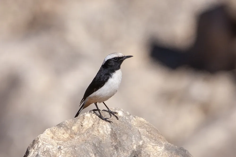 阿拉伯悲䳭(Oenanthe lugentoides)