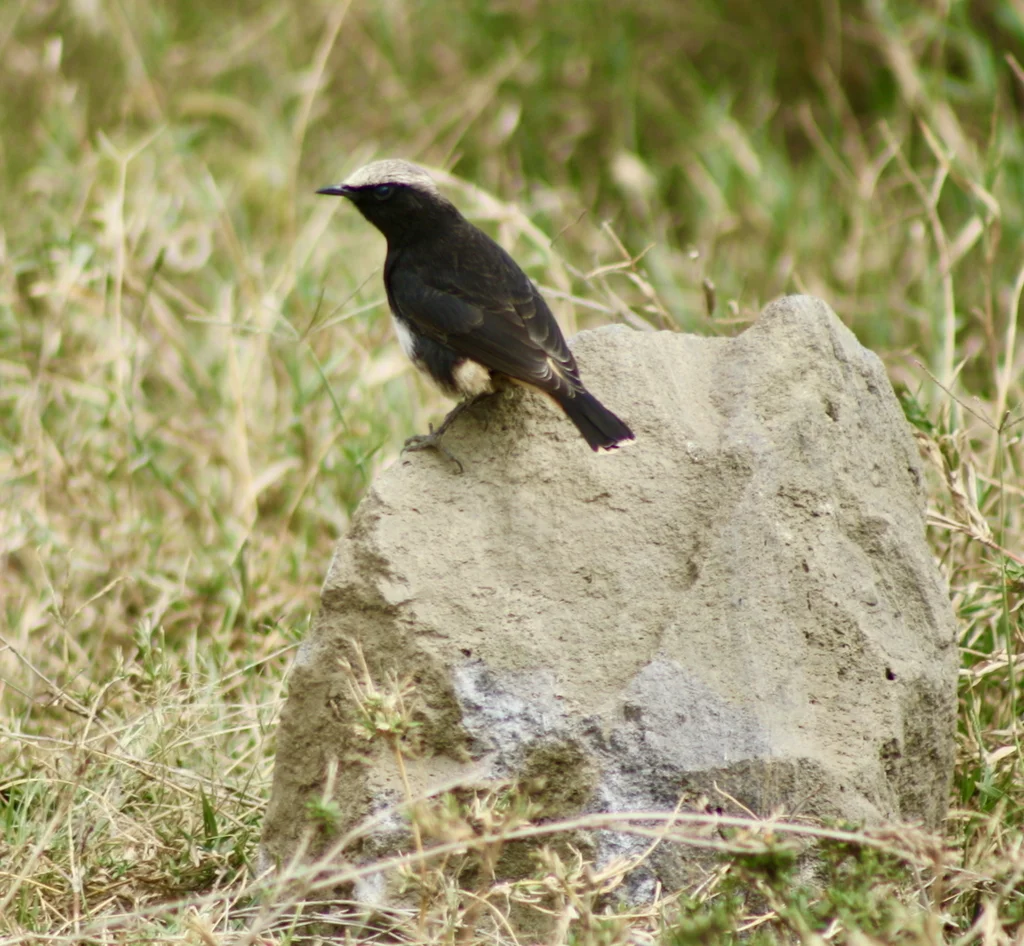 东非悲䳭(Oenanthe lugubris)