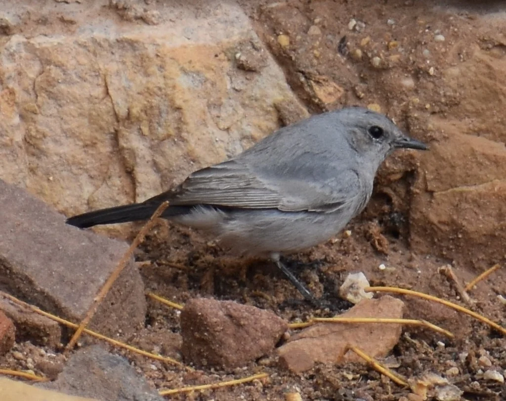 黑尾岩䳭（Oenanthe melanura）