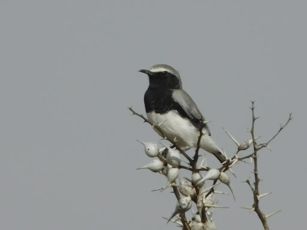 索马里䳭(Oenanthe phillipsi)