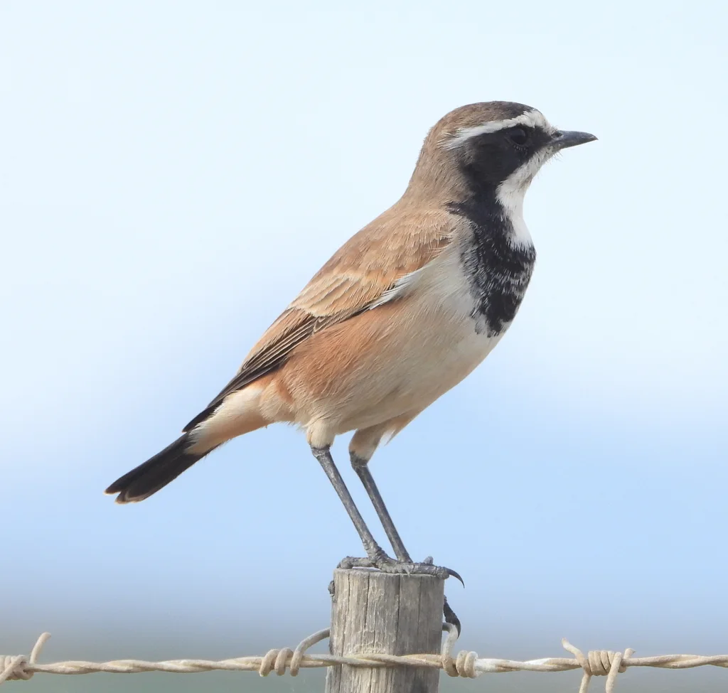 冕䳭(Oenanthe pileata)