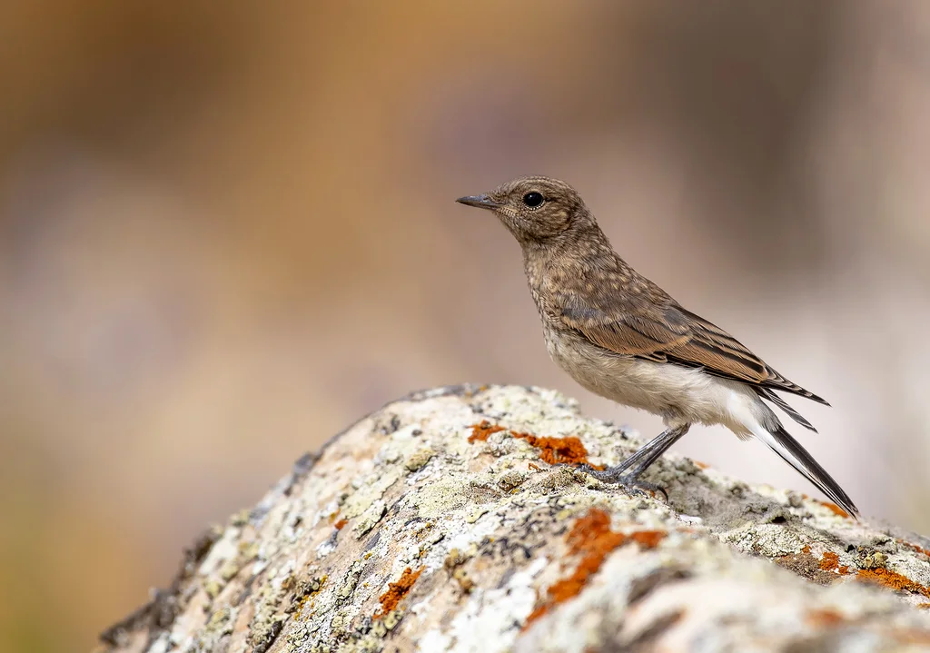 白顶䳭（Oenanthe pleschanka）