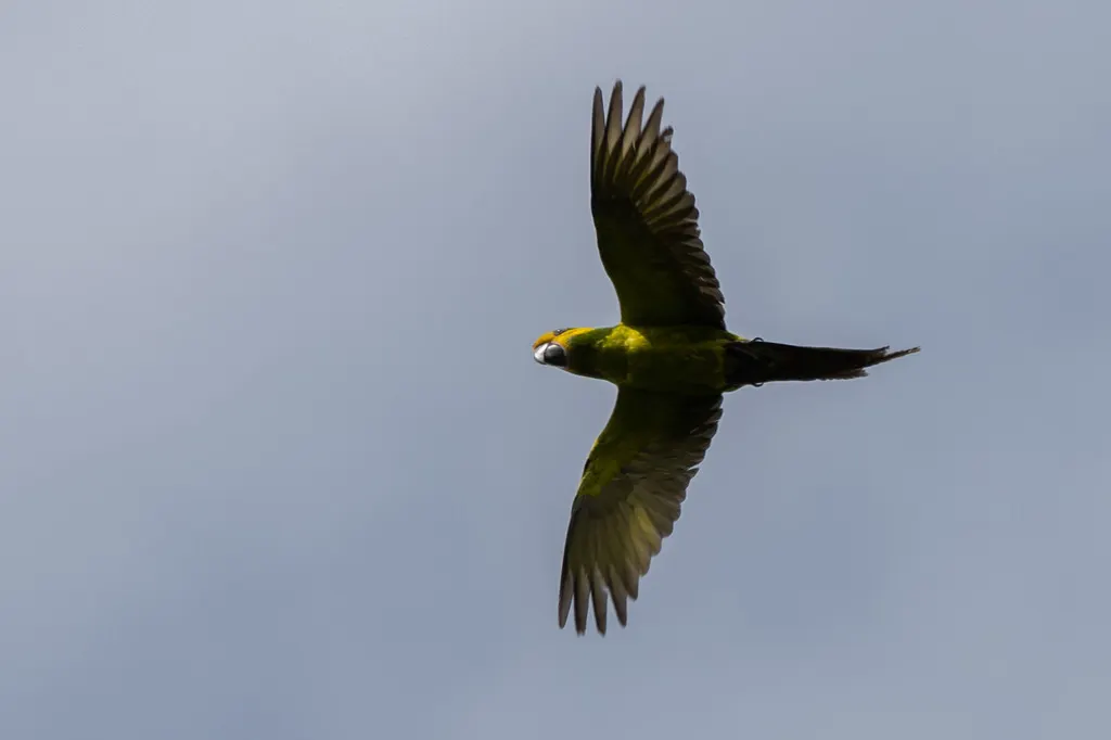 黄耳鹦哥(Ognorhynchus icterotis)