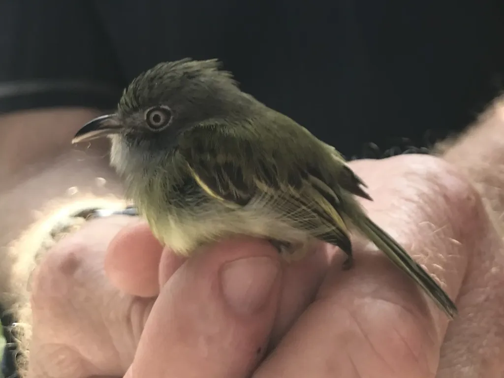 北弯嘴霸鹟（Oncostoma cinereigulare）