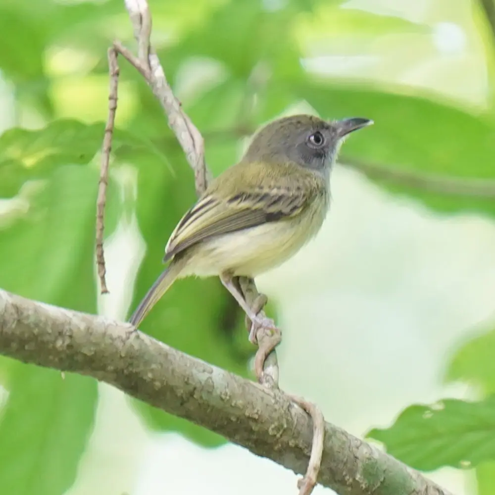 北弯嘴霸鹟（Oncostoma cinereigulare）