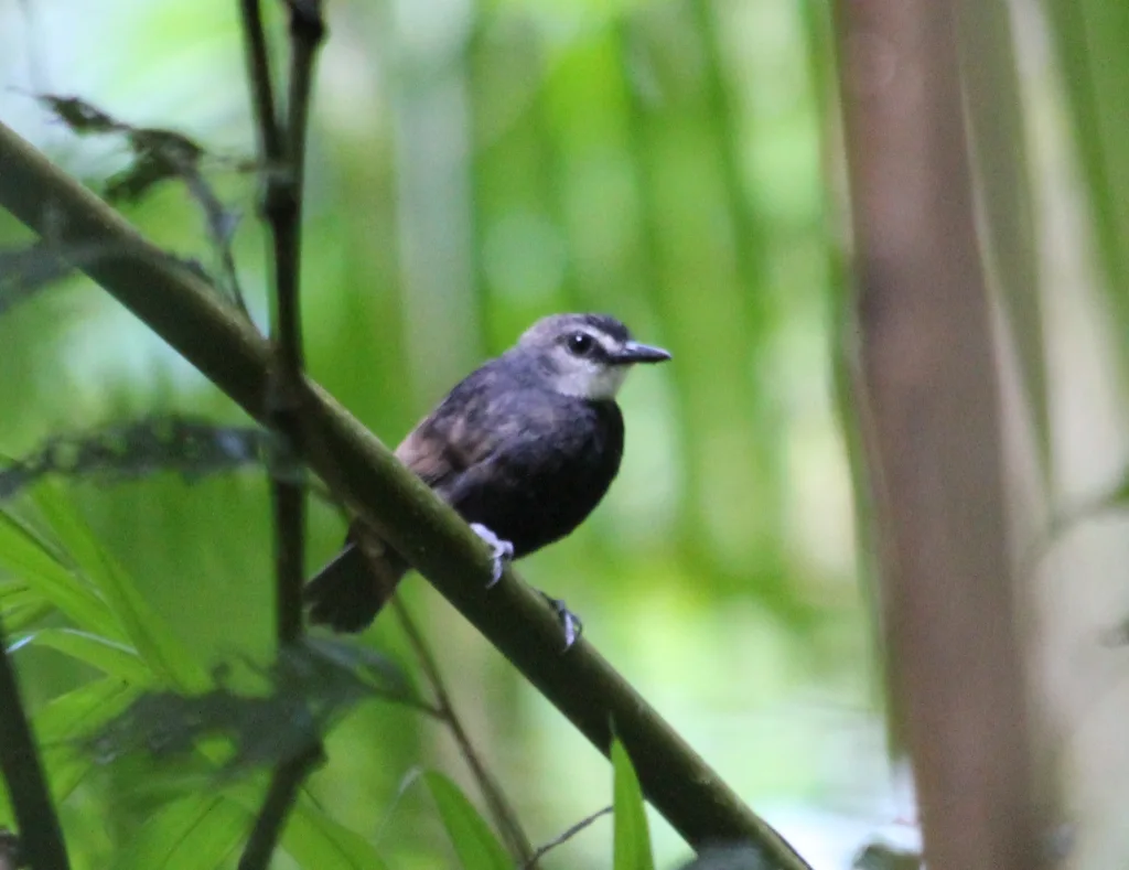月斑蚁鸟（Oneillornis lunulatus）
