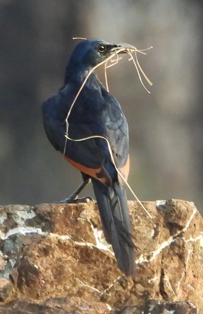 红翅椋鸟(Onychognathus morio)