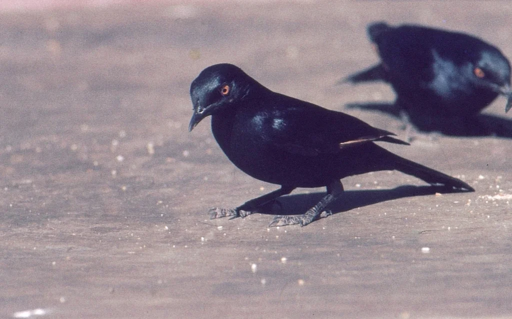 淡栗翅椋鸟(Onychognathus nabouroup)