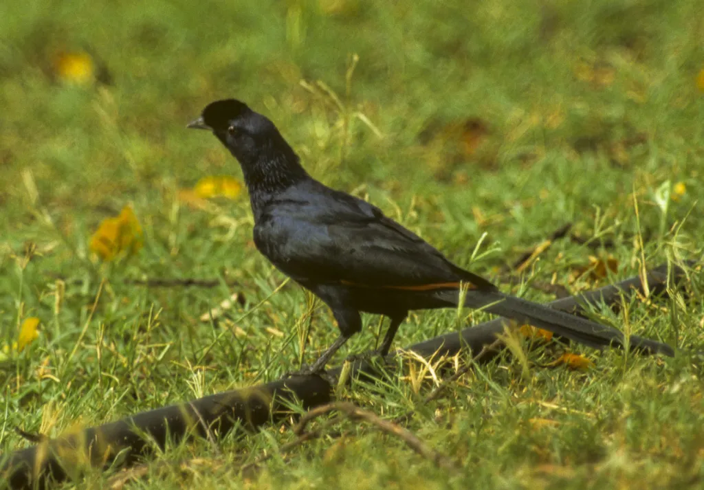 须冠栗翅椋鸟(Onychognathus salvadorii)
