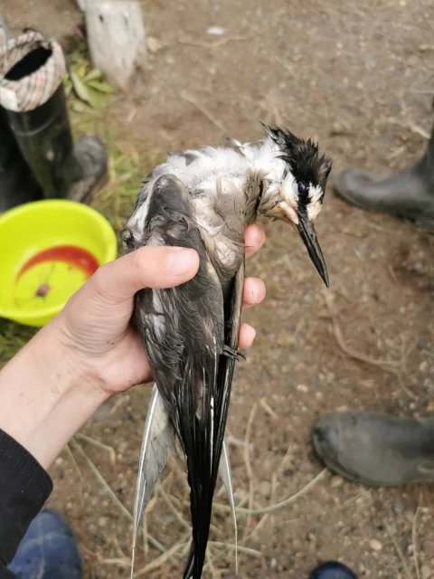 白腰燕鸥