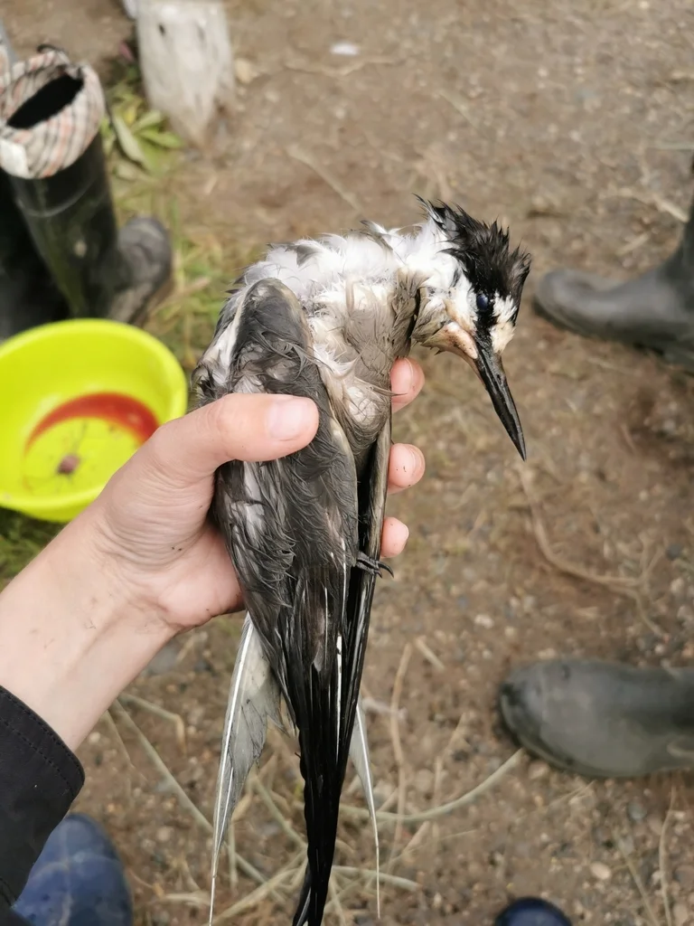 白腰燕鸥(Onychoprion aleuticus)