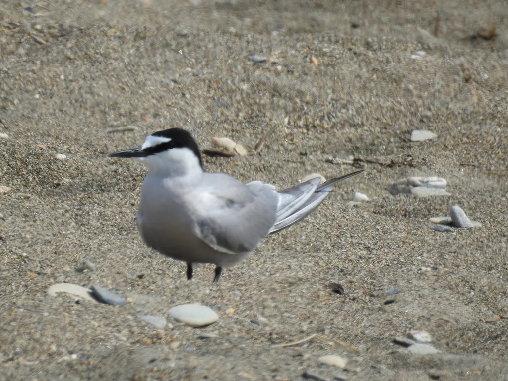 白腰燕鸥(Onychoprion aleuticus)