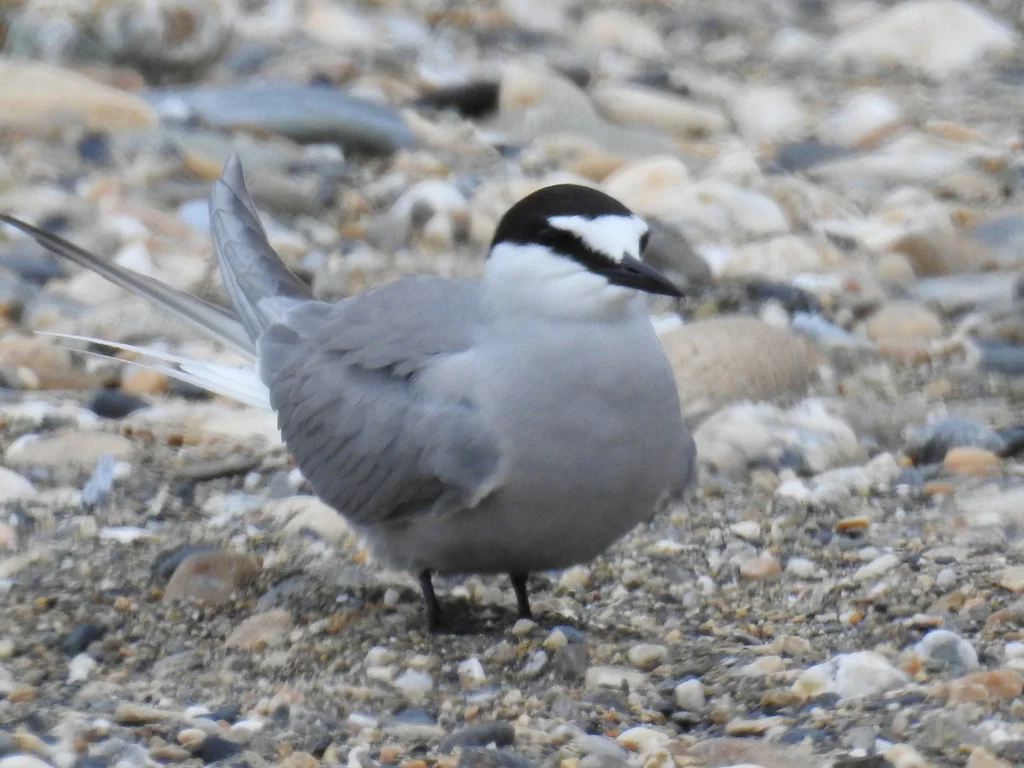 白腰燕鸥(Onychoprion aleuticus)