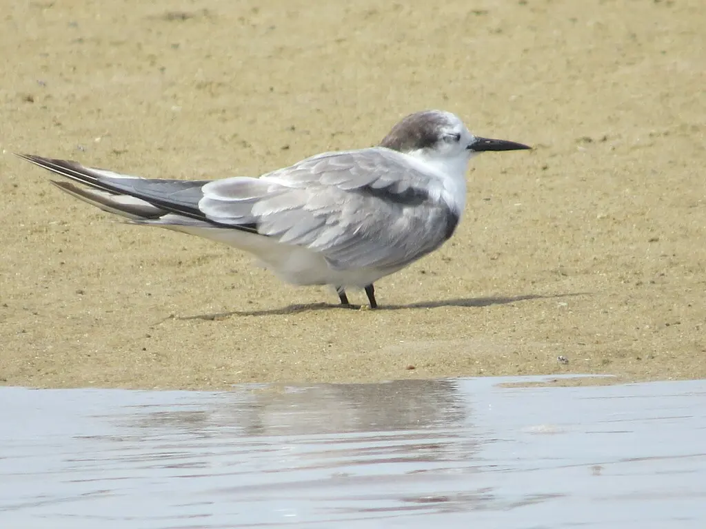 白腰燕鸥(Onychoprion aleuticus)
