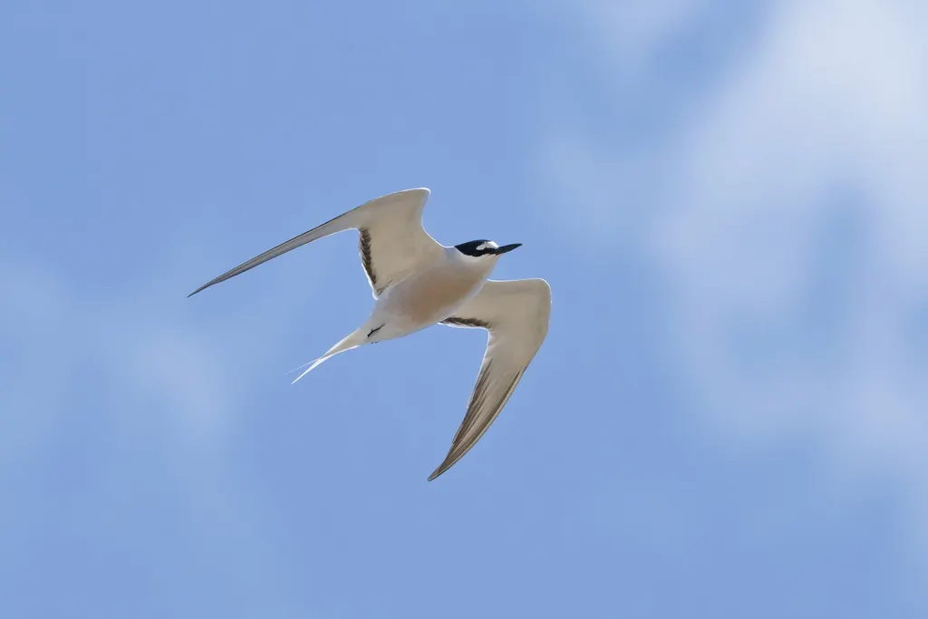 白腰燕鸥(Onychoprion aleuticus)