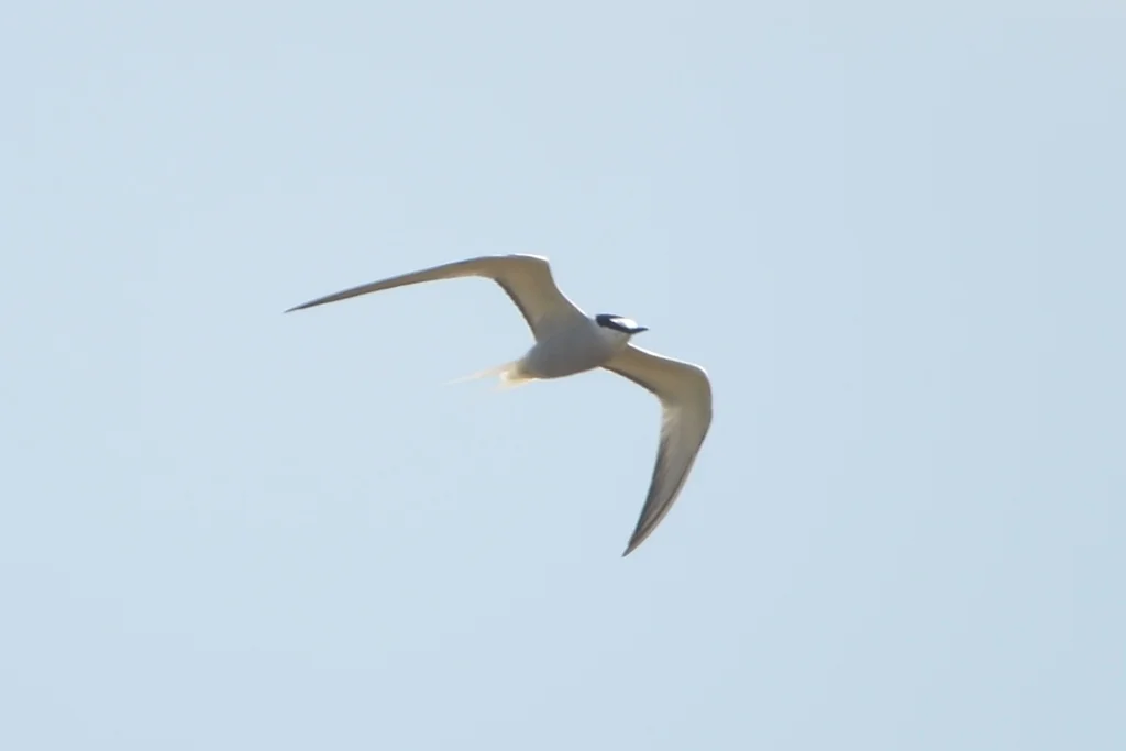 白腰燕鸥(Onychoprion aleuticus)