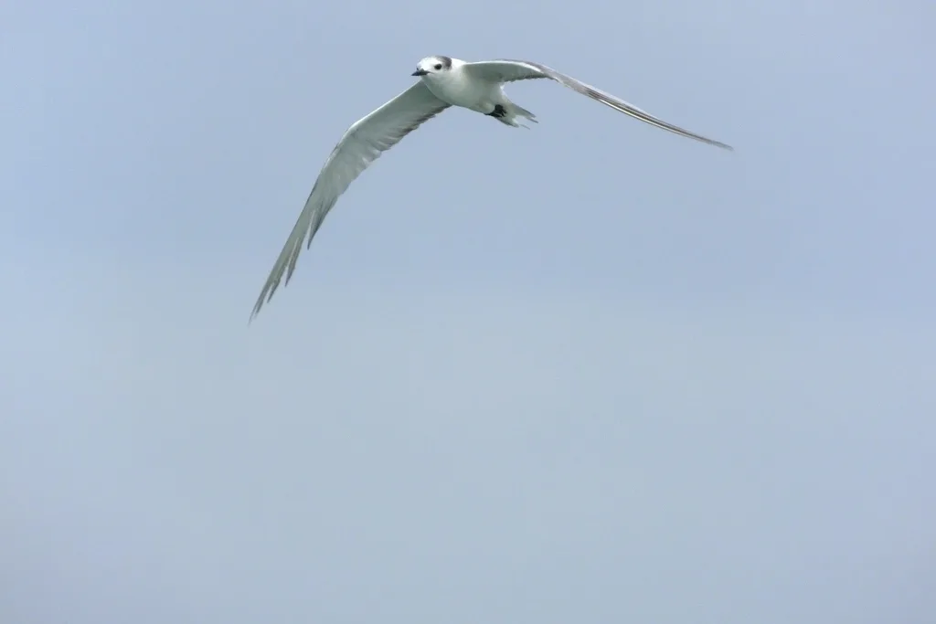 白腰燕鸥(Onychoprion aleuticus)