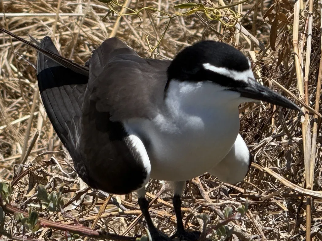 褐翅燕鸥(Onychoprion anaethetus)