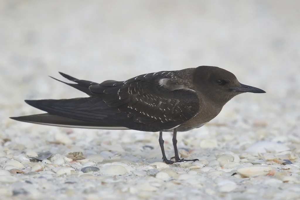 乌燕鸥(Onychoprion fuscatus)