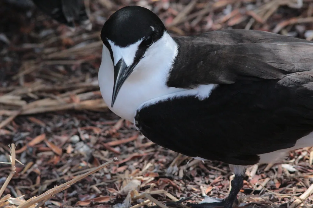 乌燕鸥(Onychoprion fuscatus)