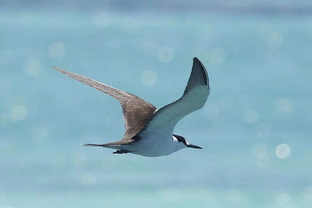 乌燕鸥(Onychoprion fuscatus)