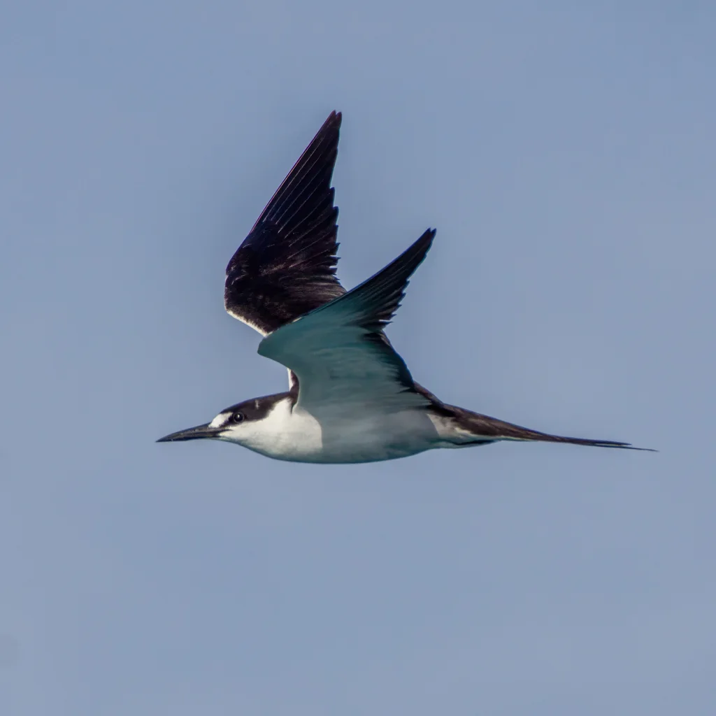 乌燕鸥(Onychoprion fuscatus)