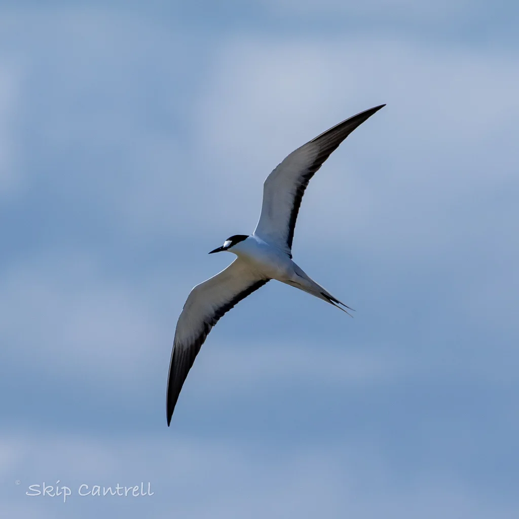 乌燕鸥(Onychoprion fuscatus)