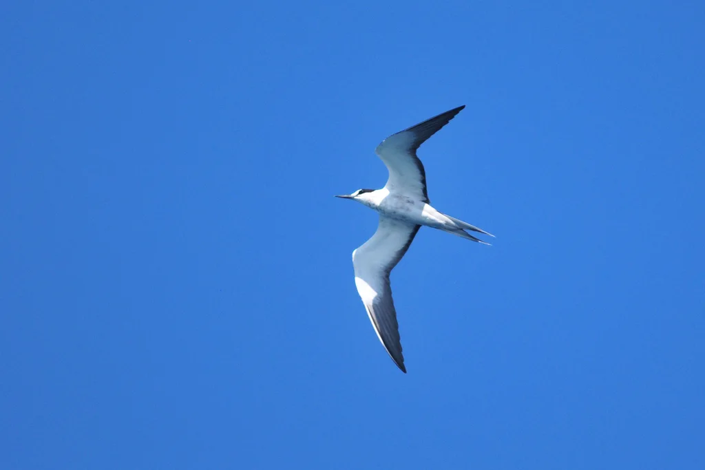 乌燕鸥(Onychoprion fuscatus)