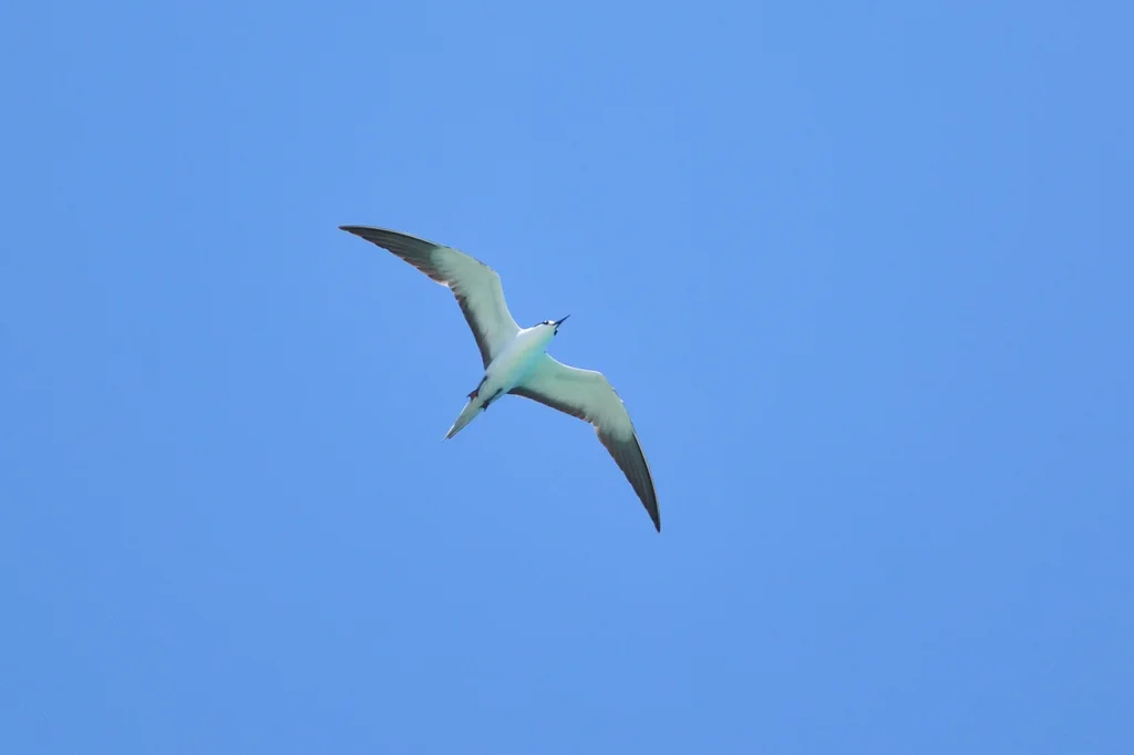 乌燕鸥(Onychoprion fuscatus)