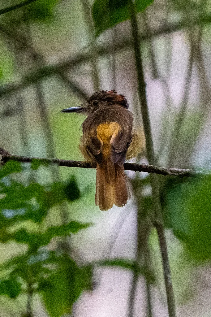 皇霸鹟(Onychorhynchus coronatus)