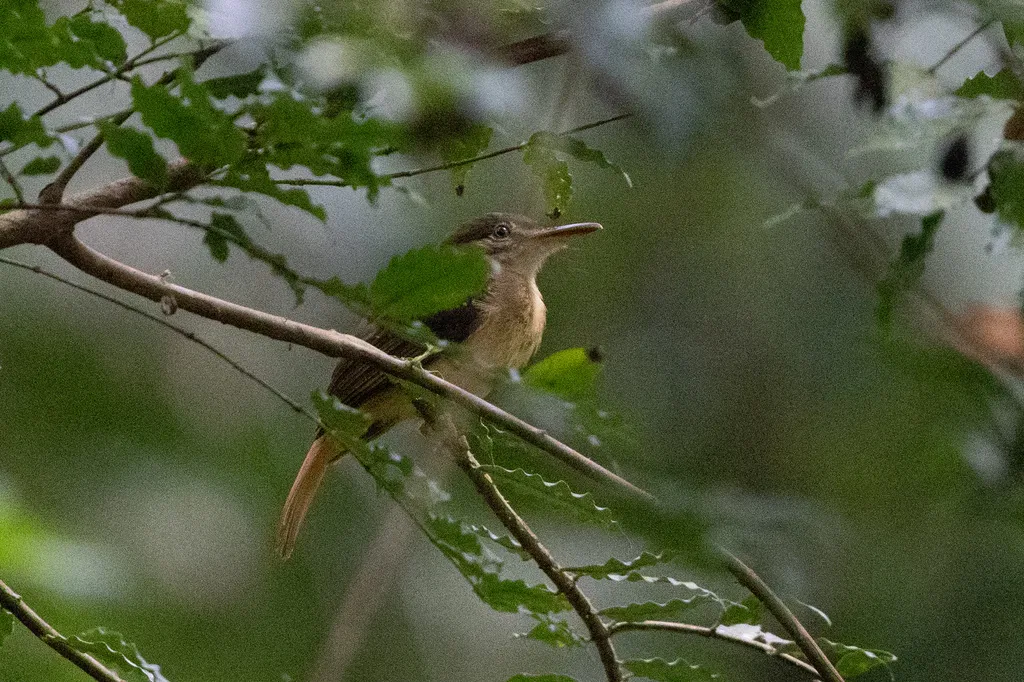 皇霸鹟(Onychorhynchus coronatus)