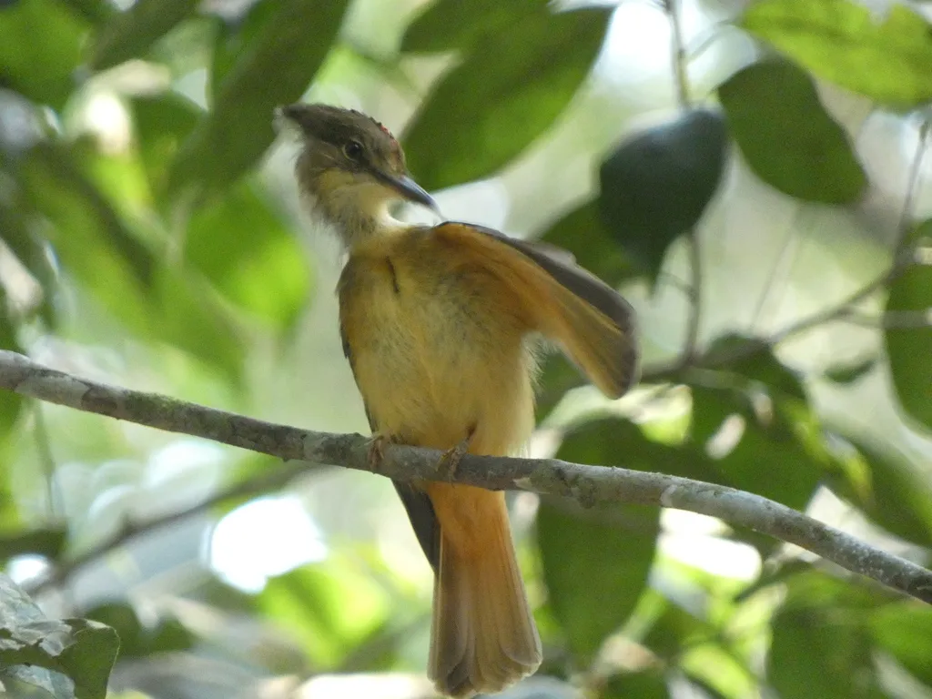 皇霸鹟(Onychorhynchus coronatus)