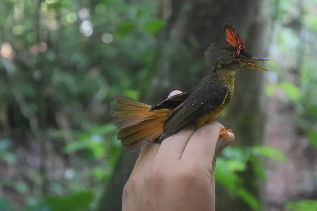 皇霸鹟(Onychorhynchus coronatus)