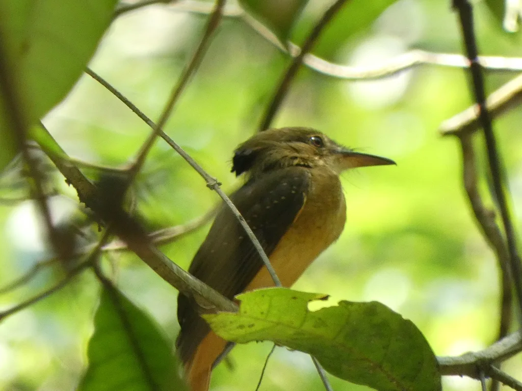 皇霸鹟(Onychorhynchus coronatus)