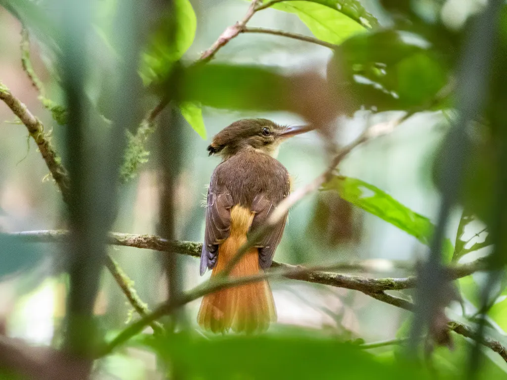 皇霸鹟(Onychorhynchus coronatus)