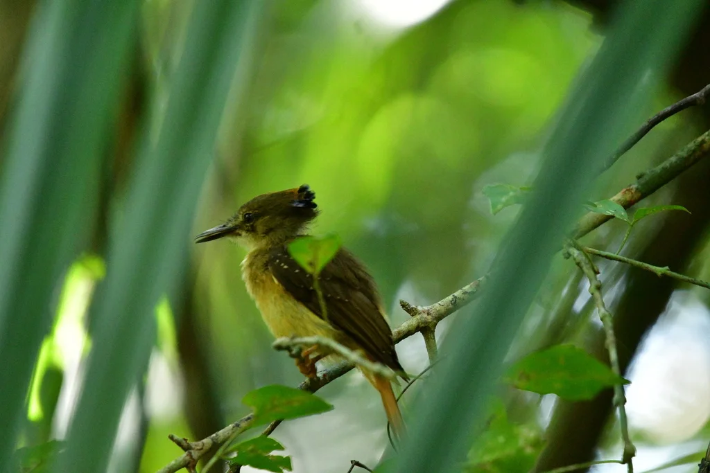 皇霸鹟(Onychorhynchus coronatus)
