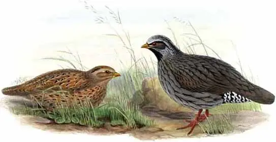 喜山鹑(Ophrysia superciliosa)