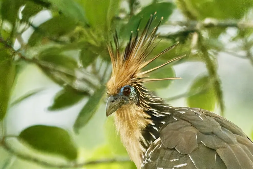 麝雉(Opisthocomus hoazin)