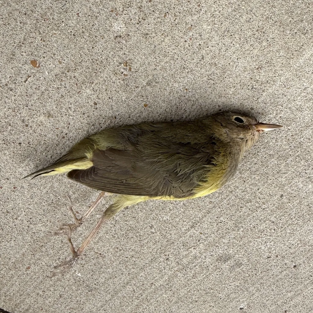 灰喉地莺(Oporornis agilis)