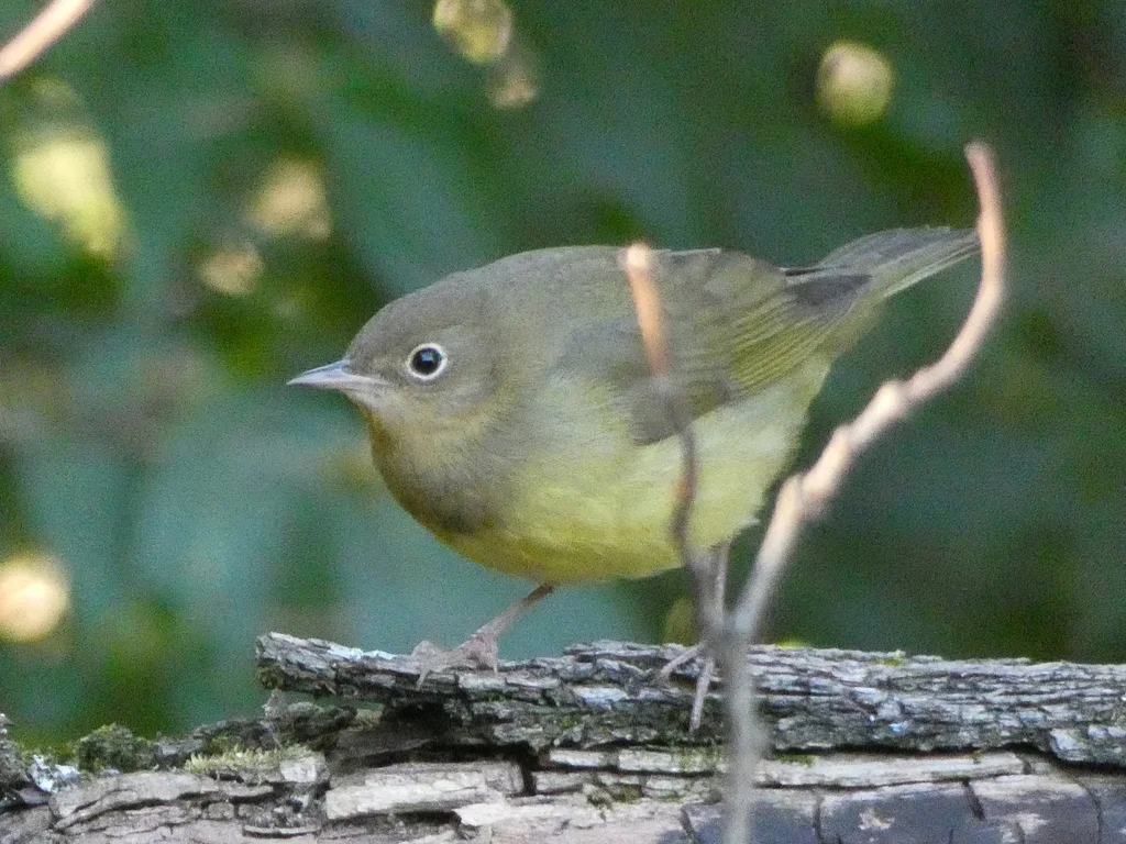 灰喉地莺(Oporornis agilis)