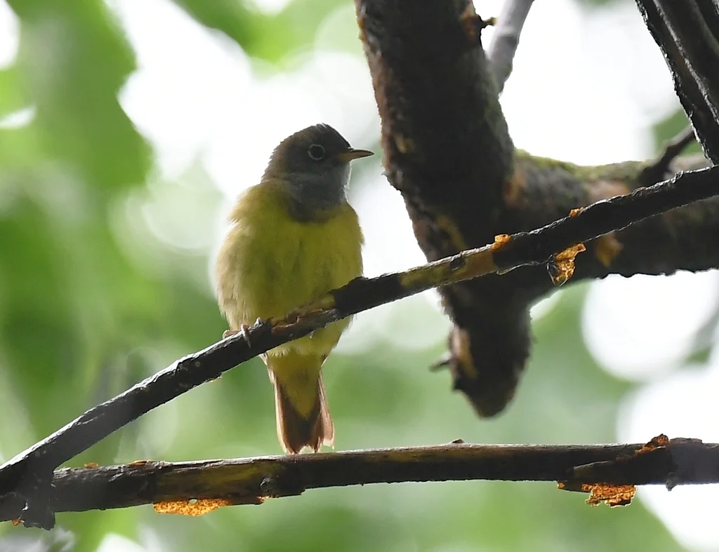灰喉地莺(Oporornis agilis)