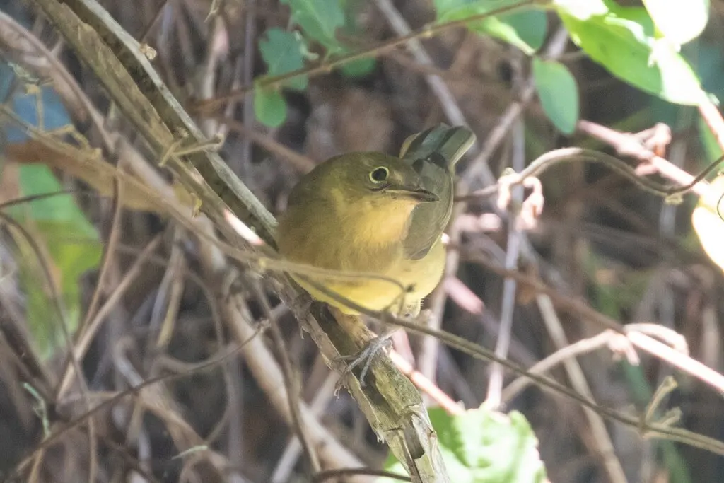 灰喉地莺(Oporornis agilis)