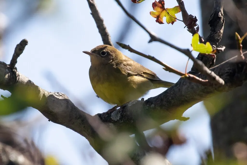 灰喉地莺(Oporornis agilis)