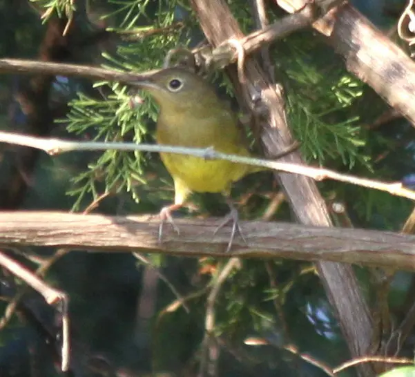 灰喉地莺(Oporornis agilis)